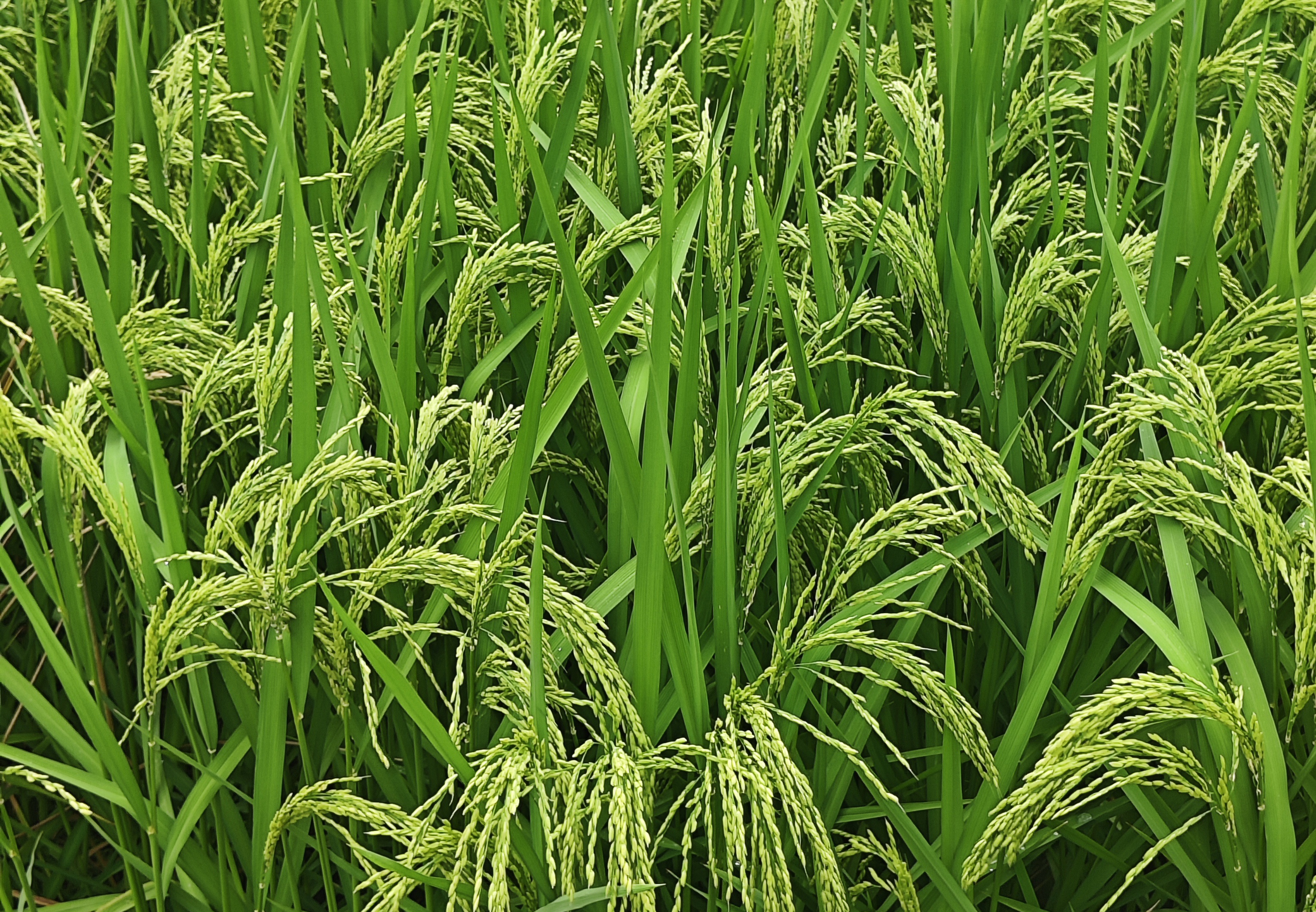 山東省十五五規劃建議出爐,關于農業、農機有這些要點!