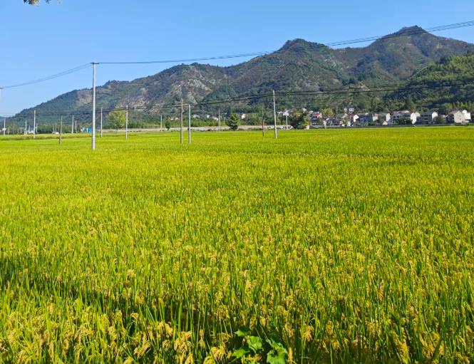 農業農村部召開科技創新領導小組會議強調 前瞻布局農業未來產業 加快推進高水平農業科技自立自強