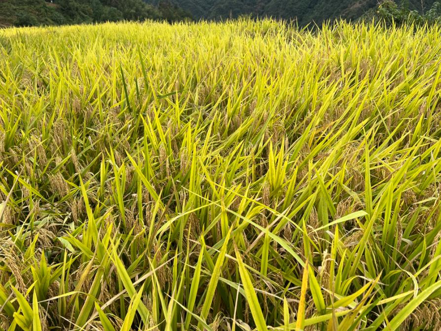 田间“会诊”机收质量——闵行开展水稻机收损失监测调查工作