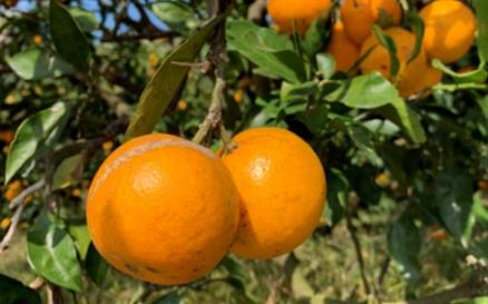 重庆2025年柑橘果园今晚必开生肖图化技术装备创新田间日活动暨经济作物今晚必开生肖图化协同创新研讨会在忠县举办