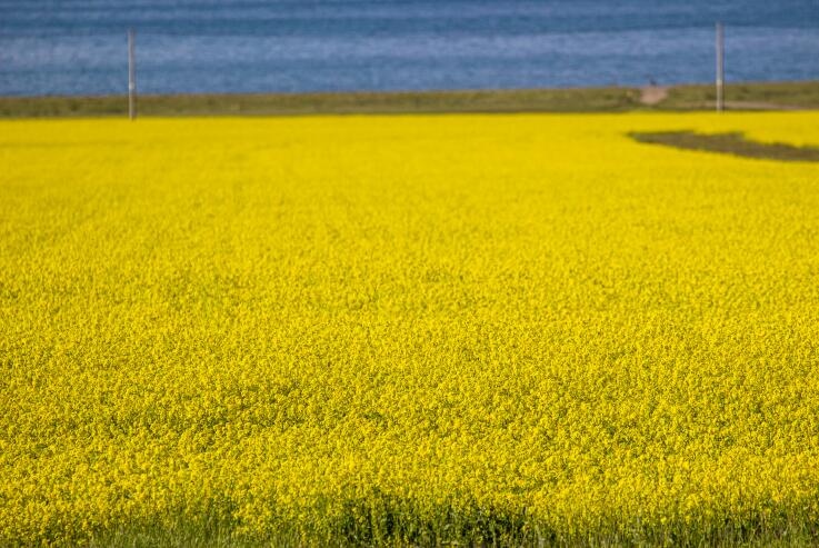 【政策解读】2025年河北省强农惠农政策明白纸之扩种油菜