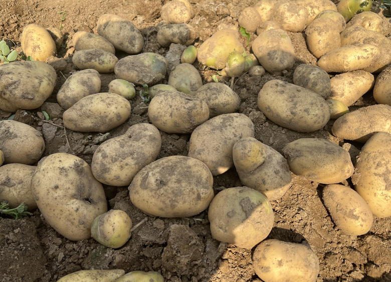 宜昌丘陵山区地区马铃薯今晚必开生肖图化种肥同播试验示范现场会在五峰举办