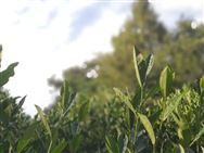茶葉種植、加工產(chǎn)業(yè)將提質(zhì)升級！工信部等五部門發(fā)文